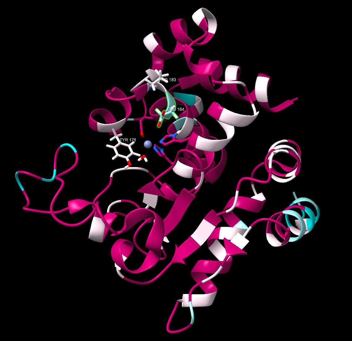 Investigating Zinc Metalloprotease Protein Mutations in Clostridioides difficile through Multiple Sequence Alignment