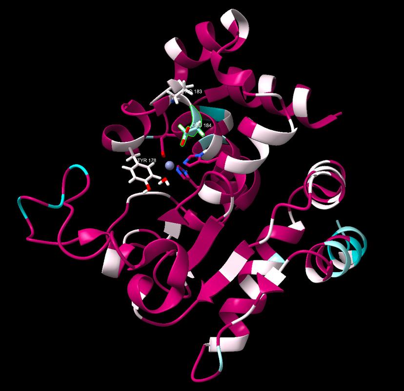 Investigating Zinc Metalloprotease Protein Mutations in Clostridioides difficile through Multiple Sequence Alignment