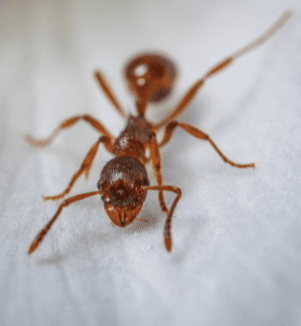 argentine ant