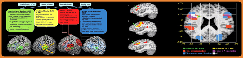 Cognitive Correlates of Language Acquisition and Discrimination in Simultaneous-Bilingual Infants