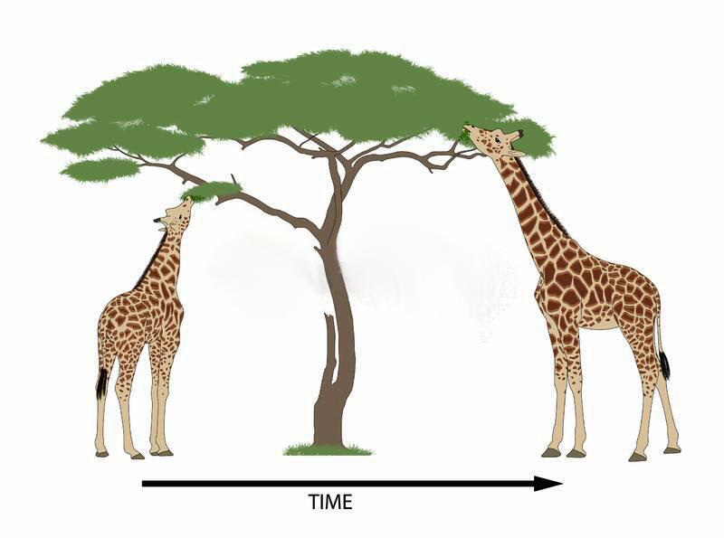Natural selection in animals