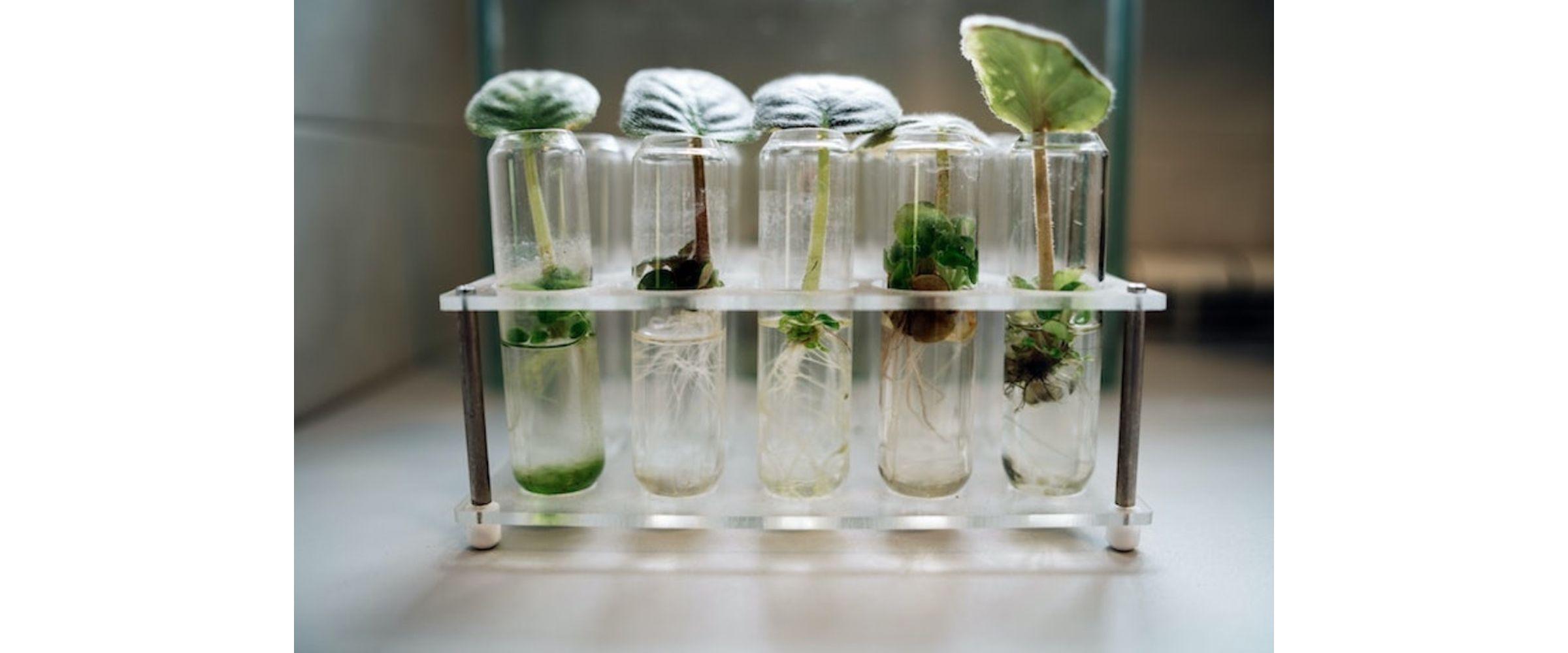 10-biology-high-school-research-project-ideas-to-try-this-summer