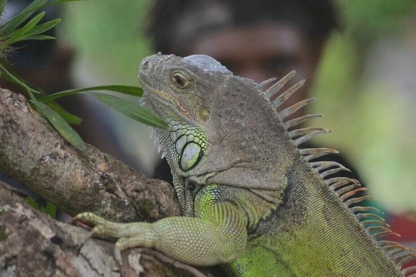 Research Paper on the Environmental and Economic Impacts of Invasive Species in South Florida