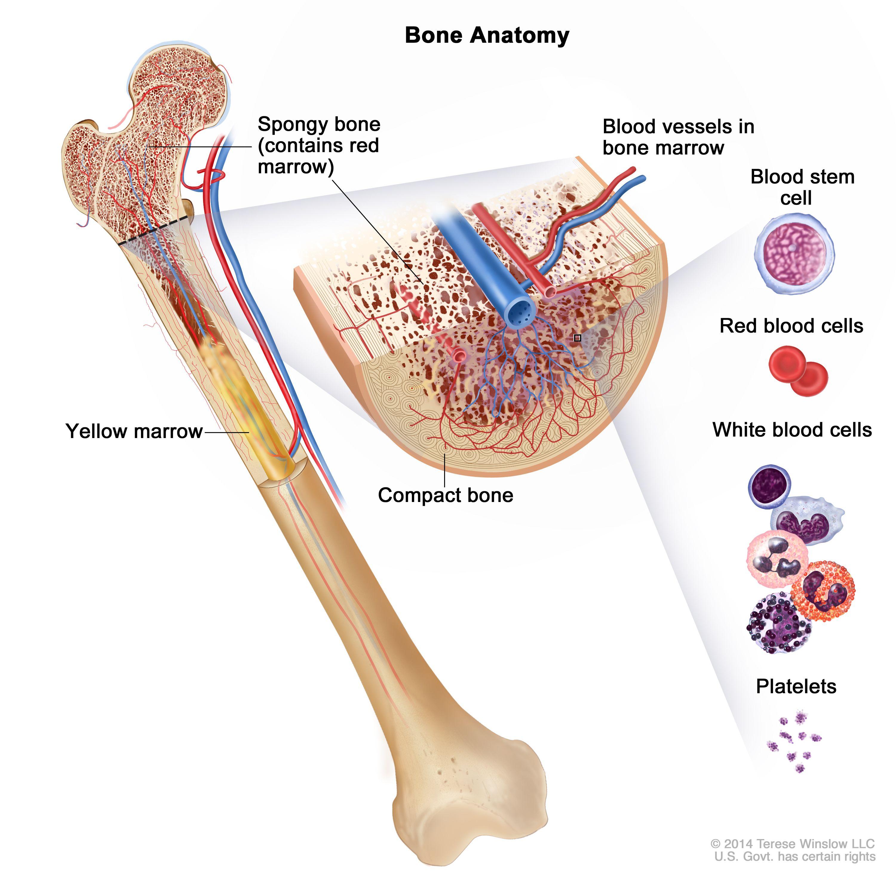 Immunotherapies for Acute Lymphoblastic Leukemia