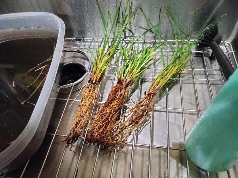 Effects of Various pH Conditions on the Carbon Sequestration of Carex nudata