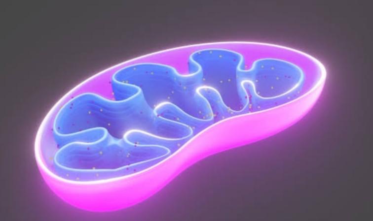 Understanding the Role of Mitochondria in Neurological Disease