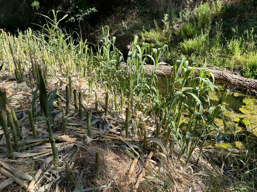 How does the presence and removal of invasive Arundo donax impact the coverage of native creeping wild rye and valley sedge in Walnut Creek?