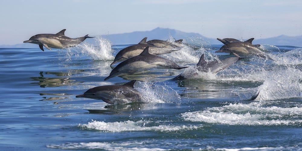 Anthropogenic Noise and its Impacts on Dolphin Communication