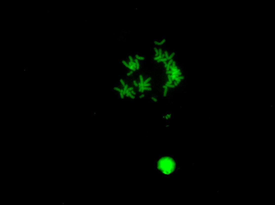N-Carbon Quantum Dots for Chromosome Imaging