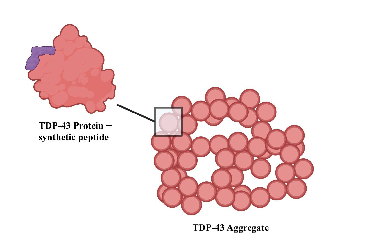 Analysis of the Therapeutic Strategies Used to Treat ALS Caused by TDP-43 Aggregation
