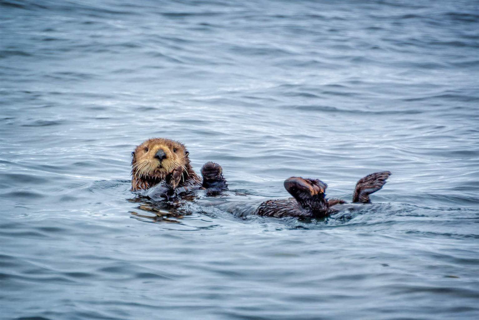 How will a lower population of California sea otters disrupt the ecological balance in Monterey Bay?