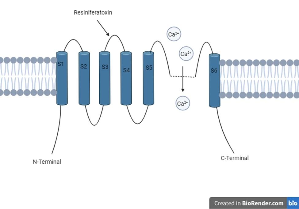 Resiniferatoxin: Mechanism in Treating Osteoarthritis Pain and Slowing Osteoarthritis Progression, Safety, and Efficacy