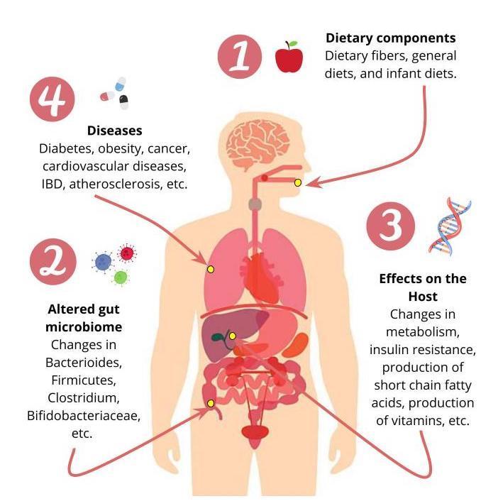 Dietary Effects on the Human Gut Microbiome