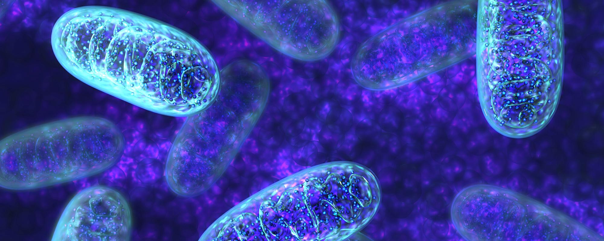 Mitochondrial Disease: Leber Hereditary Optic Neuropathy and its causes, effects, and treatments.