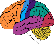Bilingualism in the Brain