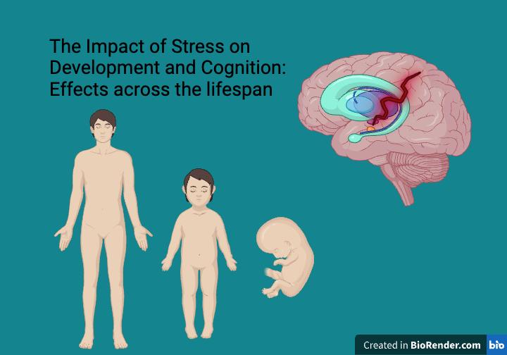 Portfolio item's cover image