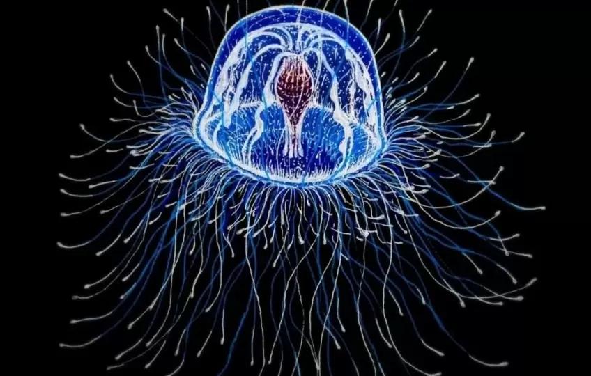 Keeping up with the Immortal Jellyfish: Biological Immortality in the Animal Kingdom & Applications for Prolonging Human Lifespan