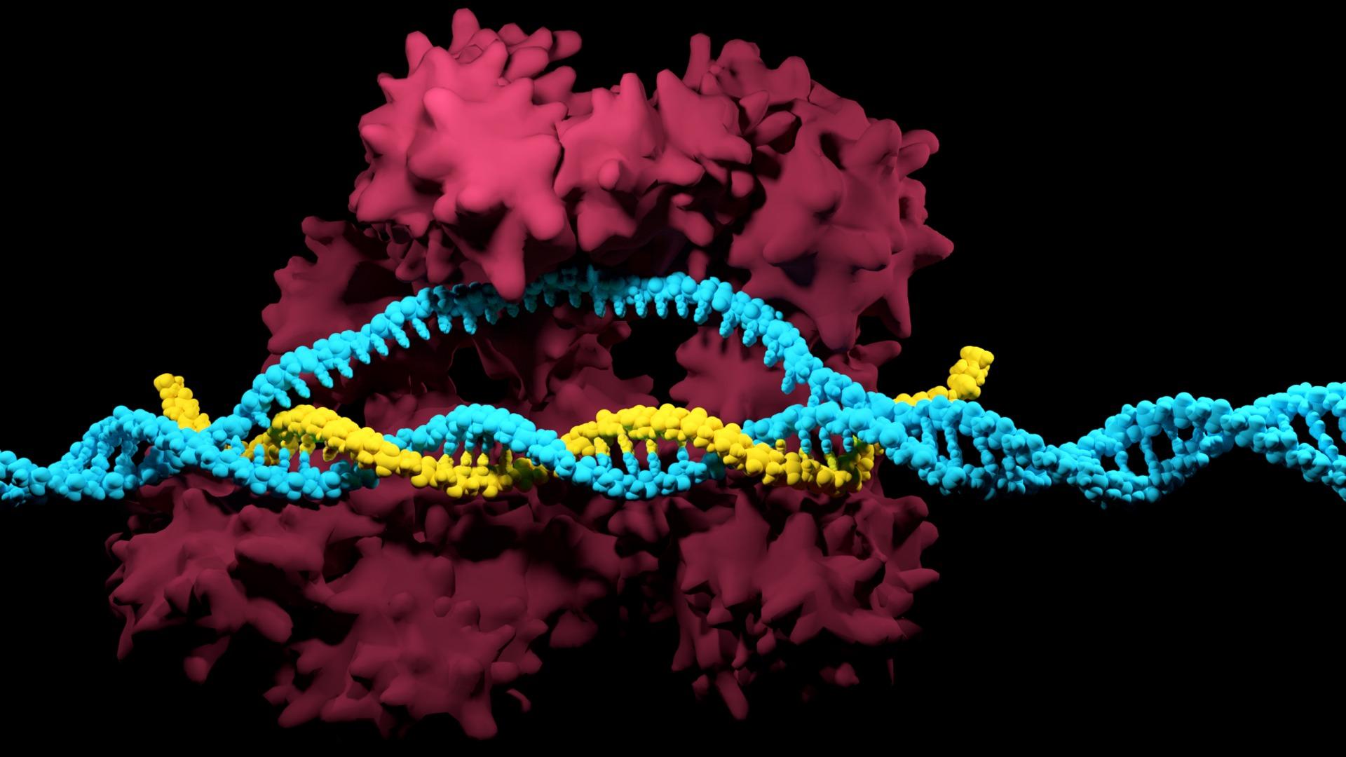 CRISPR-based therapeutic targeting of ADHD