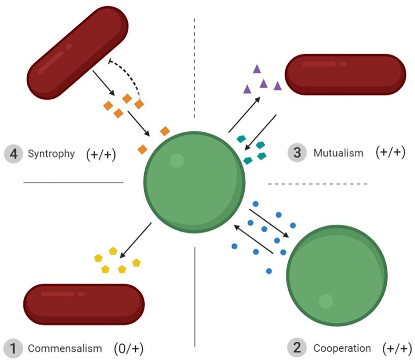 How do synergistic and antagonistic interspecific microbial interactions impact species?