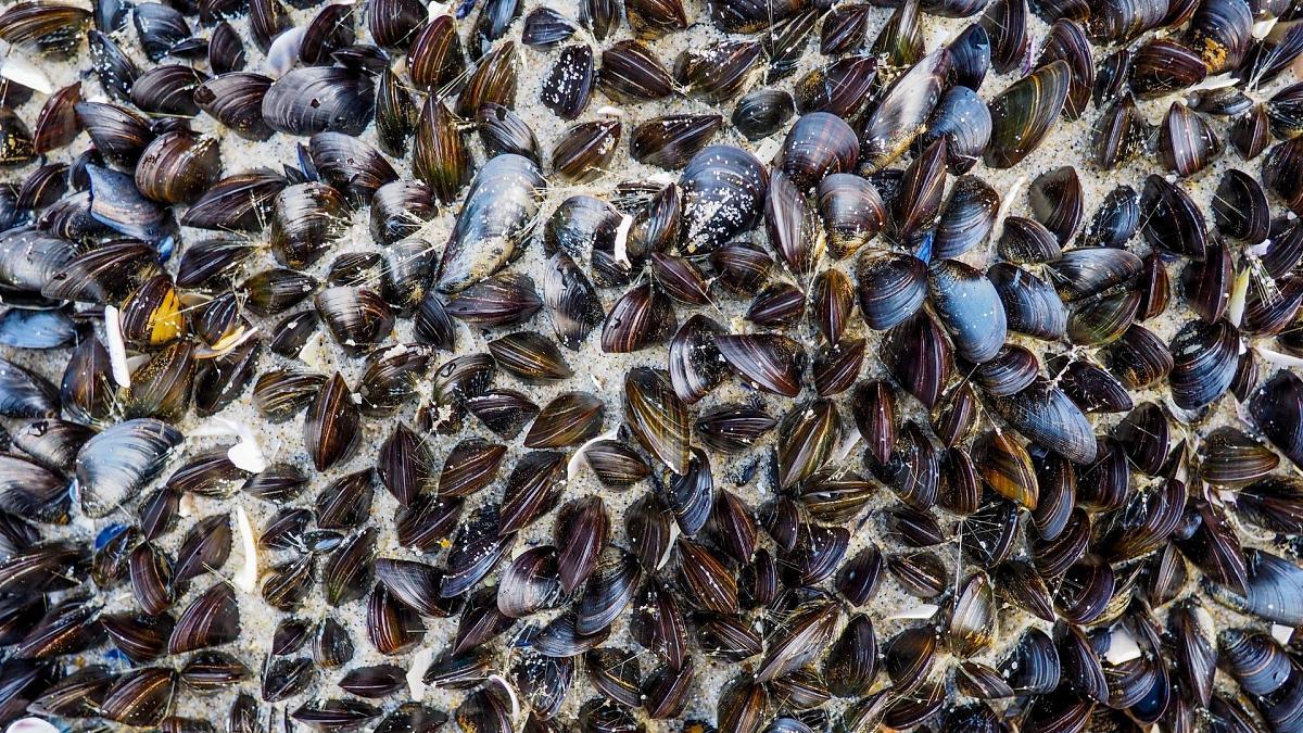 Mussels and Microplastics: Filtration Mechanisms and their Potential in Pollution Remediation Efforts