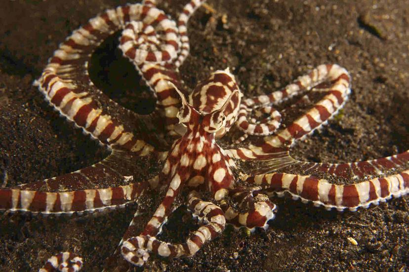 A Video on the Mimic Octopus