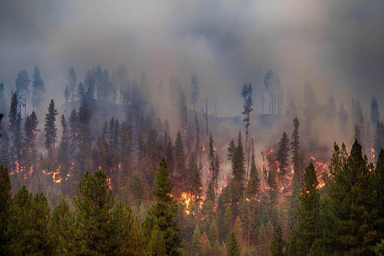 Research Paper on Rising Global Temperatures and Increased Forest Fires