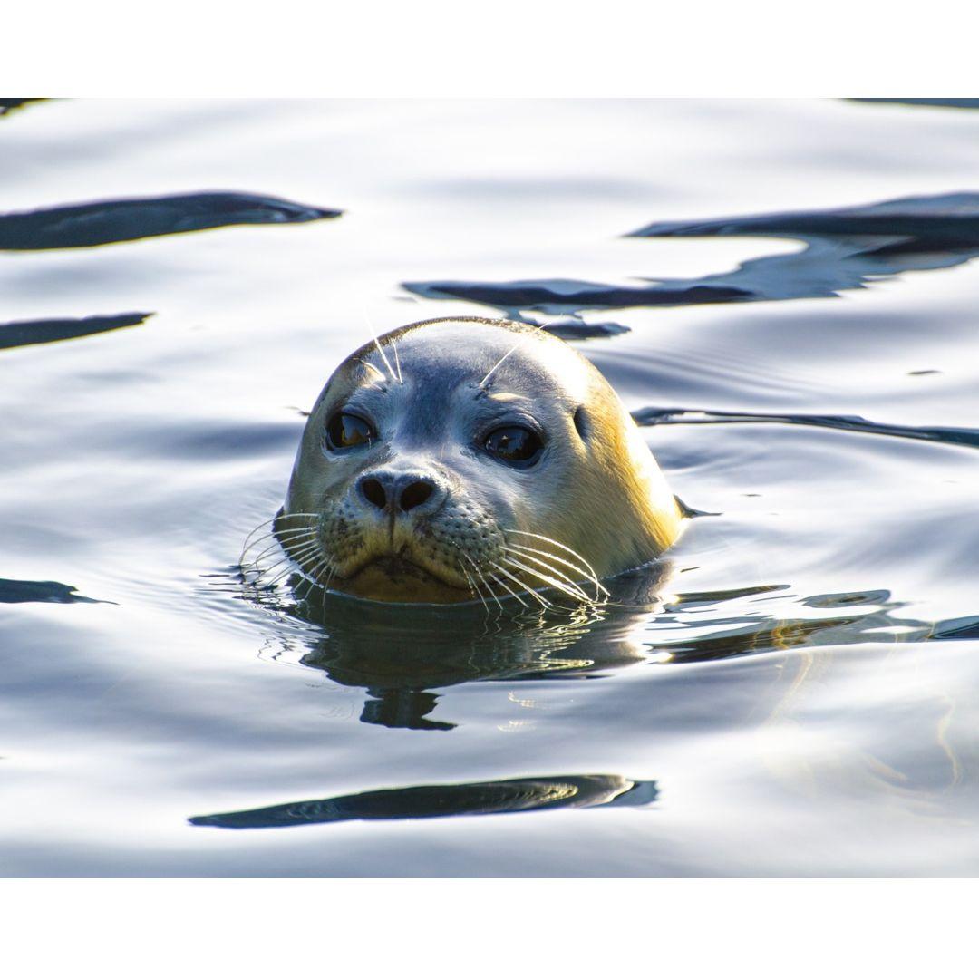 a gray seal popping his head out of water