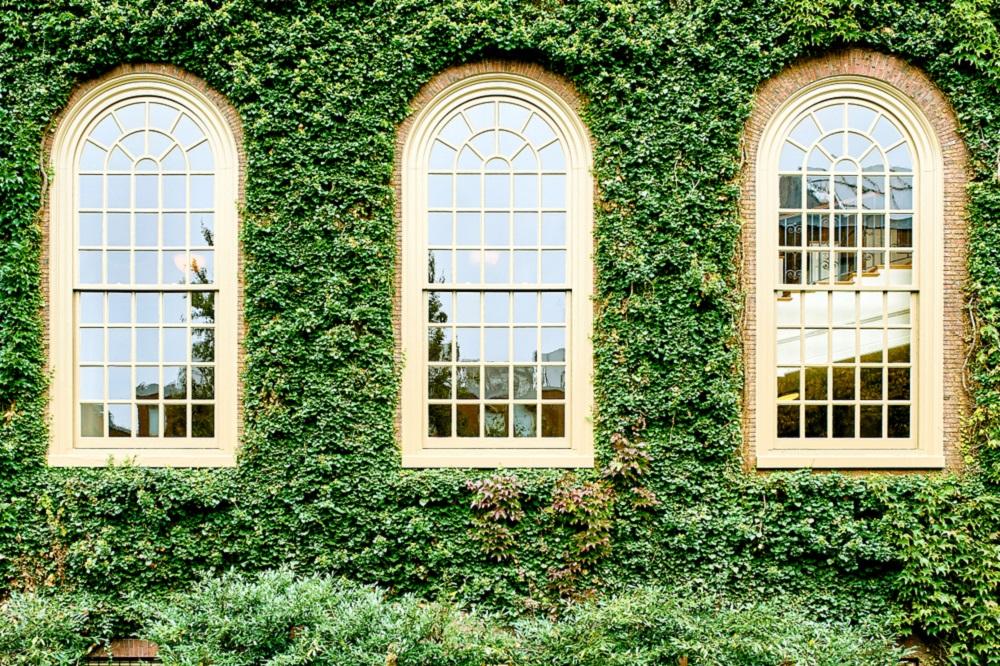 Ivy wall in Harvard