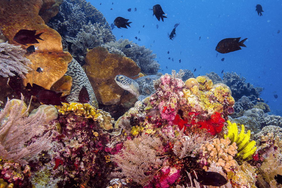 study of underwater environment